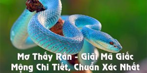 mơ thấy rắn hổ mang